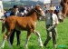 8WeekOldClydesdaleFoal400.jpg