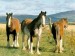 clydesdale-horses.jpg