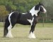 Horse--Clydesdale4--Rivoro2.jpg